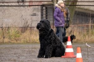 Terrier negru românesc - fotografii, descriere rasa, video, cățeluși, Terrier negru românesc - fotografii, descriere rasa, video, căței, „da laba“