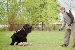 Terrier negru românesc - fotografii, descriere rasa, video, cățeluși, „da laba“ (foto) Terrier negru românesc - fotografii, descriere rasa, video, căței, „da laba“