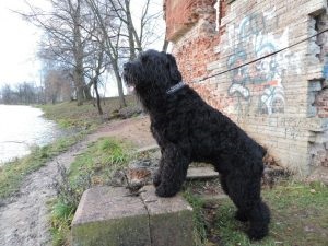Română negru Terrier - fotografii, descriere rasa, video, cățeluși, „da laba“ (română negru Terrier pui fotografii video) Terrier negru românesc - fotografii, descriere rasa, video, căței, „da laba“