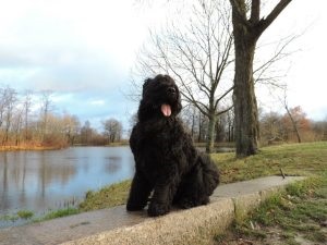 Terrier negru românesc - fotografii, descriere rasa, video, căței, „da o laba» (mare) Terrier negru românesc - fotografii, descriere rasa, video, căței, „da laba“