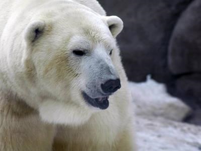 Cel mai puternic animal din lume (lumea) Cel mai puternic animal din lume