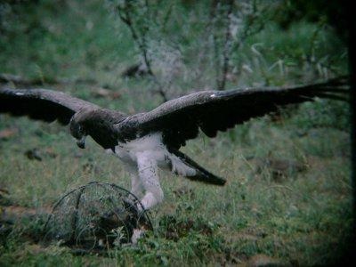Cel mai puternic animal din lume (animal) Cel mai puternic animal din lume