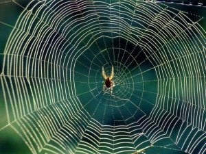 Vis de web Interpretare vise ce vis pânzele de păianjen (web) Vis de web Interpretare vise ce vis pânzele de păianjen
