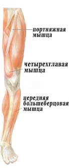 Structura mușchilor piciorului uman, structura scheletică