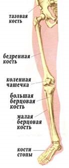 Structura mușchilor piciorului uman, structura schelet (mușchi) Structura mușchilor piciorului uman, structura scheletică