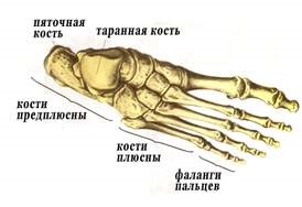 Structura mușchilor piciorului uman, structura schelet (mușchi) Structura mușchilor piciorului uman, structura scheletică