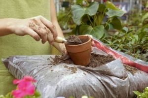 Tomate „caracatiță“ comentarii, fotografii, care au plantat