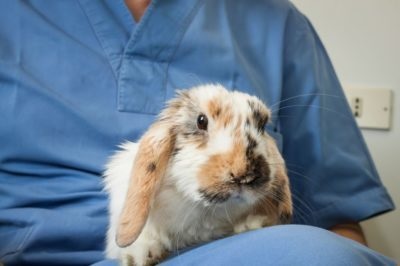 La iepure picioare refuzat să facă (în picioare de iepure a refuzat) La iepure picioare a refuzat să facă