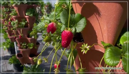Grija pentru căpșuni după recoltare sfaturi, site-ul de grădină, cabana și plante de interior (cultură) Grija pentru căpșuni după recoltare sfaturi, site-ul de grădină, cabana și plante de apartament