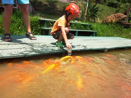 Rezerva, cascadă și Hot Springs Yang Bay din Nha Trang (Vietnam) fotografii, harta și video (Yang Bey) Rezerva, cascadă și Hot Springs Yang Bay din Nha Trang (Vietnam) fotografii, harta si video