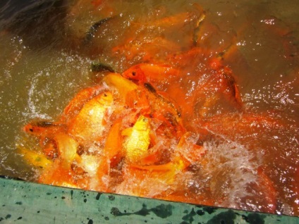 Rezerva, cascadă și izvoare termale Yang Bay în Nha Trang (Vietnam) fotografii, harta și video (Yang Bey hartă) Rezerva, cascadă și Hot Springs Yang Bay din Nha Trang (Vietnam) fotografii, harta si video