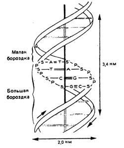 Sistemele vii, celule substanțe organice (biopolimeri care sunt monomeri) Sistemele vii, celule substanțe organice