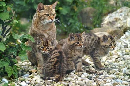 jungla de animale raport pisica, fotografii, totul despre pisica sălbatică - viața animalelor (un singur stil de viață) jungla de animale raport pisica, fotografii, totul despre pisica sălbatică - Lumea animalelor
