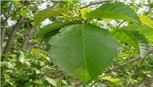 Alergia la arin (o cana de apa fierbinte) Alergic la alder