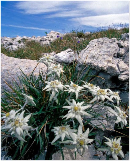 Alpine floare Edelweiss, proprietăți de vindecare Edelweiss (de vindecare) Alpine floare floare de colt, proprietățile curative ale floare de colt