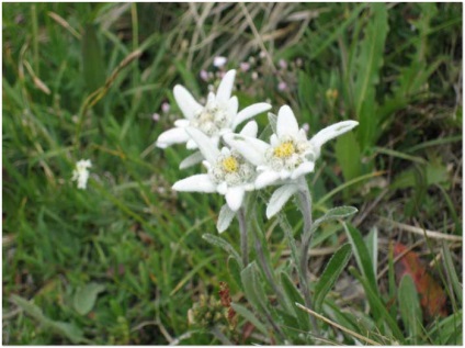Alpine floare Edelweiss, proprietăți de vindecare Edelweiss (floare) Alpine floare floare de colt, proprietățile curative ale floare de colt