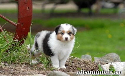 câine australian (câine australian) câine australian