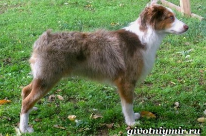 câine australian (câine) câine australian