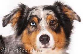 Australian Shepherd Descriere personaj, fotografii, pui preț (Shepherd australian) Australian Shepherd Descriere personaj, poze, pret pui