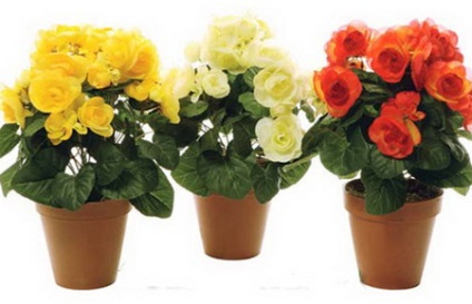 Begonia uscat (privat) Begonia uscat