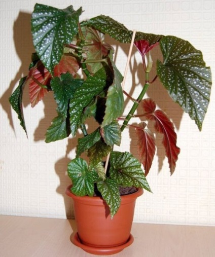 Begonia uscat (plante) Begonia uscat