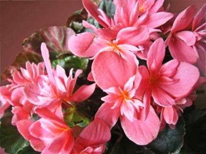 uscare Begonia (uscare) Begonia uscat