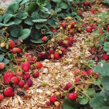 Bezus căpșuni, avantajele și diluarea acestuia (Bezus căpșuni) căpșuni imberb, avantajele sale și de reproducție