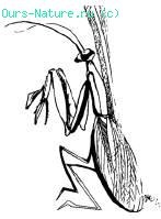 Mantis, capitolul 9 (Mantis Mantis religiosa) Mantis, Capitolul 9