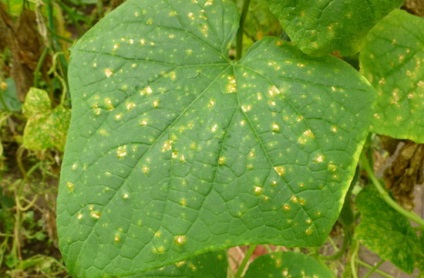 Boli de flori de grădină și tratarea lor - Color Enciclopedia (cauzate de diverse specii) Boli de flori de grădină și tratarea lor - flori Enciclopedia