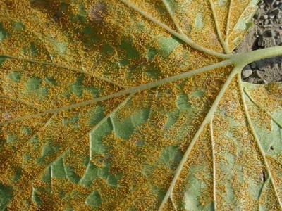 Boli de flori de grădină și tratamentul lor - Enciclopedia Color (specii de ciuperci patogene) Boli de flori de grădină și tratarea lor - flori Enciclopedia