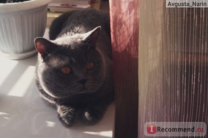 British Shorthair - „cred că foarte atent înainte de a face britanic! Sad (UK) British Shorthair - „cred că foarte atent înainte de a face britanic! trist