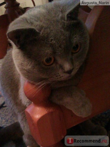 British Shorthair - „cred că foarte atent înainte de a face britanic! Sad (foarte) British Shorthair - „cred că foarte atent înainte de a face britanic! trist