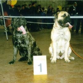 Bullmastiff în expoziție, Bullmastiff (expoziție) Bullmastiff în expoziție, Bullmastiffului