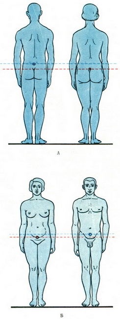 Centrul de greutate al corpului uman, miologie, anatomia umană (gravitate) Centrul de greutate al corpului uman, miologie, anatomia umană