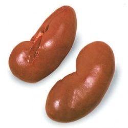 Că fazani mânca (mânca) Că fazani mănâncă