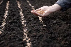 Ce să mănânce fazan (corp fazan) Că fazani mănâncă