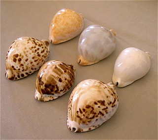 Ce este Cowry (Cowry) Ce este Cowry