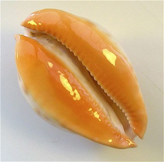 Ce este Cowry (Cowry) Ce este Cowry