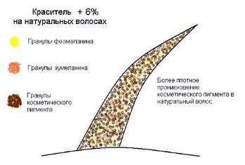 proces oxidant colorare de acțiune la sută (comburant) Acțiunea procesului de colorare oxidant procente