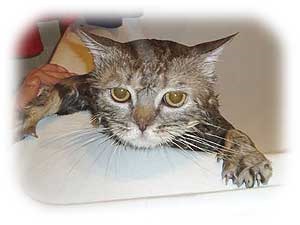 Dieta pentru pietre la rinichi, animale de companie (boala) Dieta pentru pietre la rinichi, animale de companie