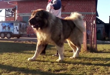 Formarea ciobanesc caucazian cu fotografii și video (Shepherd) Formarea ciobanesc caucazian cu fotografii și video