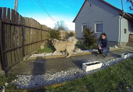 Formarea ciobanesc caucazian cu fotografii și video (caucazieni) Formarea ciobanesc caucazian cu fotografii și video