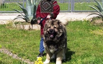 Formarea ciobanesc caucazian cu fotografii și video (Shepherd) Formarea ciobanesc caucazian cu fotografii și video