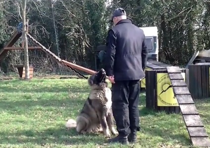 Formarea ciobanesc caucazian cu fotografii și video (training) Formarea ciobanesc caucazian cu fotografii și video