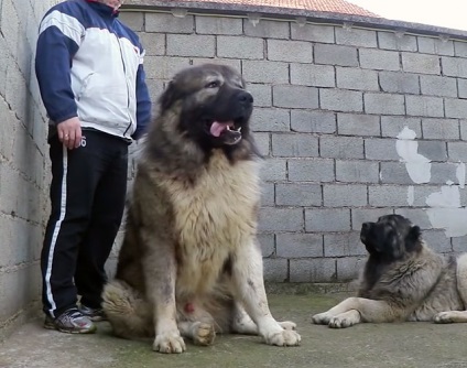 Formarea ciobanesc caucazian cu fotografii și video (Shepherd) Formarea ciobanesc caucazian cu fotografii și video