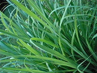Ulei esential de lemongrass (ulei esential de lemongrass) Ulei esential de iarba de lamaie