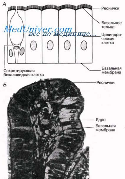 țesut epitelial animal (e) țesuturile epiteliale ale animalelor