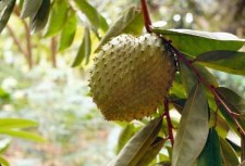 beneficiu Guanabana de fructe, și rău descrierii foto (descriere) beneficii de fructe Guanabana, daune și descrierea cu fotografii