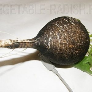 tratament Sinuzita ridiche, (remedii populare sinuzită) ridiche Tratamentul Sinuzita de ridiche, ridiche