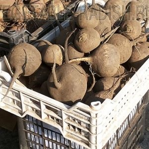 tratament Sinuzita de ridiche, ridiche (sinuzită alergică se dezvoltă) Tratamentul Sinuzita de ridiche, ridiche